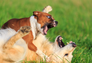 el perro de arriba y el perro de abajo de la terapia gestalt